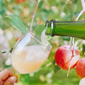 画像5: 【5%OFF  12本単品】ノンアルコールシードル(ハーフボトル)