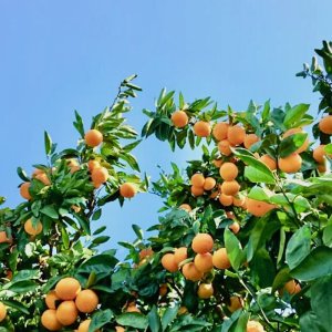 画像11: 宇和島ブラッドオレンジのショコラテリーヌ(化粧箱入り)