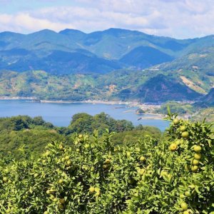 画像10: 宇和島ブラッドオレンジのショコラテリーヌ(化粧箱入り)