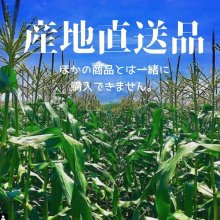 他の写真1: 【産地直送】朝採れ！生でも美味しいミラクルスイートコーン