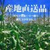 画像9: 【産地直送】朝採れ！生でも美味しいミラクルスイートコーン (9)