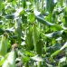 画像6: 【産地直送】朝採れ！生でも美味しいミラクルスイートコーン (6)