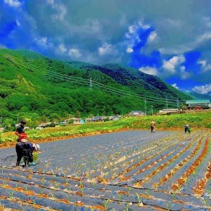 画像8: 【産地直送】朝採れ！生でも美味しいミラクルスイートコーン