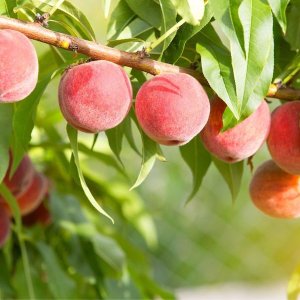 画像16: 国産ストレート100%ジュース＆ネクター10本セット（フルーツ＆トマト）（化粧箱入り）