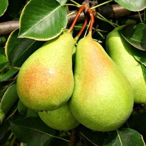 画像15: 国産ストレート100%ジュース＆ネクター10本セット（フルーツ＆トマト）（化粧箱入り）