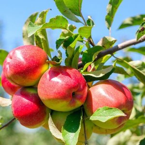 画像14: 国産ストレート100%ジュース＆ネクター10本セット（フルーツ＆トマト）（化粧箱入り）