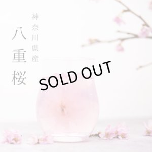 画像4: 【期間限定】桜ゼリー(3個入り）化粧箱入り