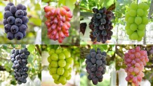 画像10: ぶどうを丸ごと楽しむ贅沢セット(巨峰スパークリング(ハーフボトル)&こだわり葡萄のセミドライミックス250g)