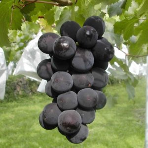 画像6: こだわり葡萄のセミドライ缶(巨峰)単品