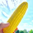 画像5: 【産地直送】朝採れ！生でも美味しいミラクルスイートコーン (5)