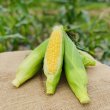 画像2: 【産地直送】朝採れ！生でも美味しいミラクルスイートコーン (2)