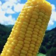 画像1: 【産地直送】朝採れ！生でも美味しいミラクルスイートコーン (1)