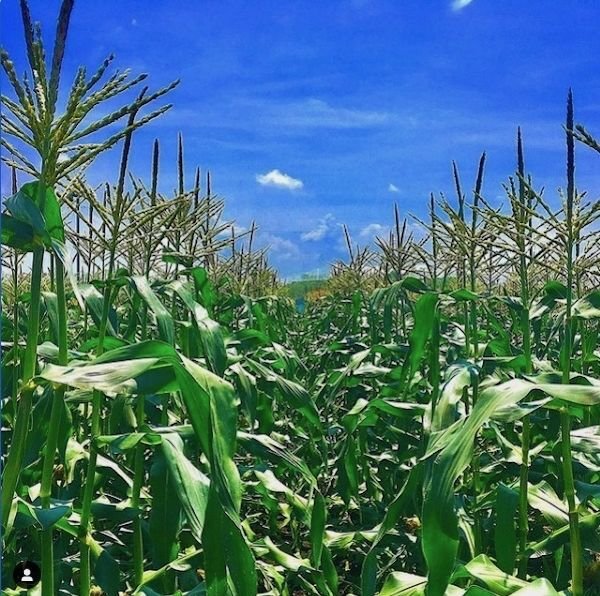 画像3: 【産地直送】朝採れ！生でも美味しいミラクルスイートコーン (3)