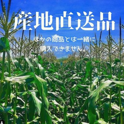 画像1: 【産地直送】朝採れ！生でも美味しいミラクルスイートコーン