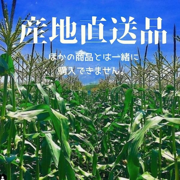 画像9: 【産地直送】朝採れ！生でも美味しいミラクルスイートコーン (9)