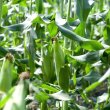 画像6: 【産地直送】朝採れ！生でも美味しいミラクルスイートコーン (6)