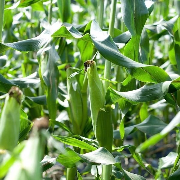 画像6: 【産地直送】朝採れ！生でも美味しいミラクルスイートコーン (6)
