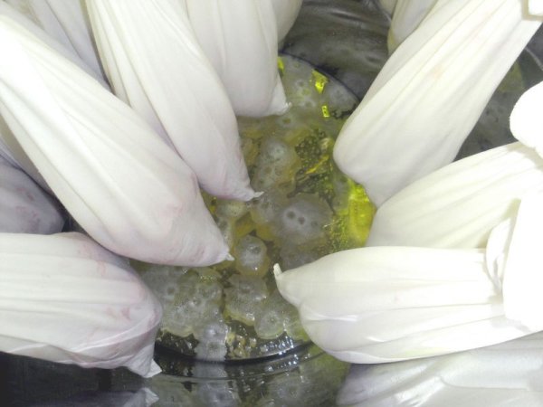 画像8: トマトクリスタル 1本入り (8)