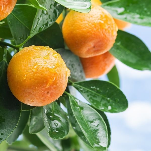 画像13: 国産ストレート100%ジュース＆ネクター10本セット（フルーツ＆トマト）（化粧箱入り） (13)