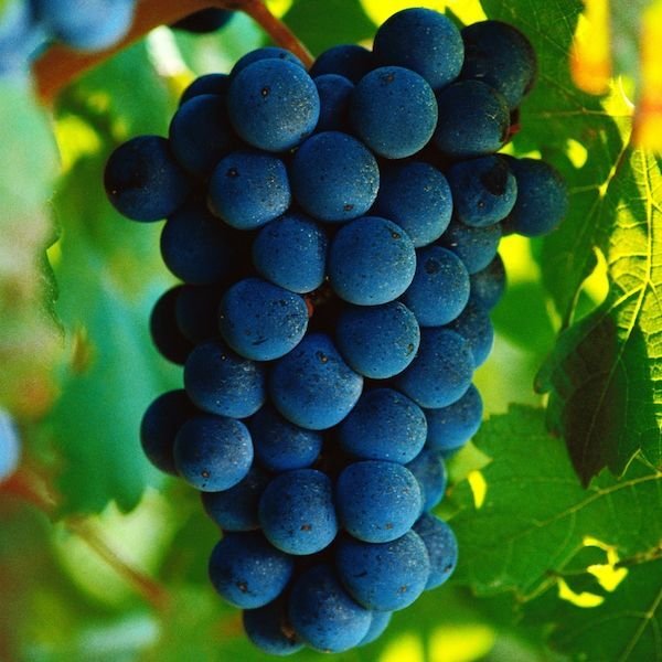 画像13: 国産ストレート100%ジュース＆ネクター20本ご自宅用（フルーツ＆トマト）（化粧箱なし） (13)