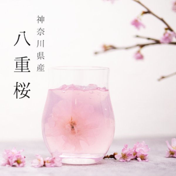 画像4: 【期間限定】桜ゼリー(3個入り）化粧箱入り (4)